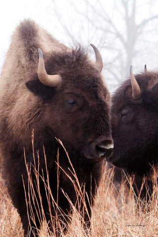 American Bison VI White Modern Wood Framed Art Print with Double Matting by Van Swearingen, Debra