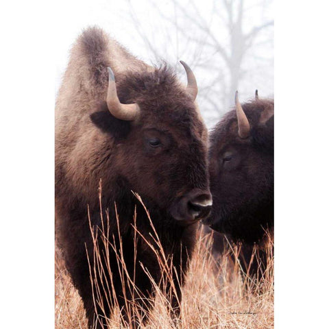 American Bison VI White Modern Wood Framed Art Print by Van Swearingen, Debra