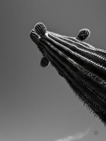 King II Black Ornate Wood Framed Art Print with Double Matting by Larson, Nathan