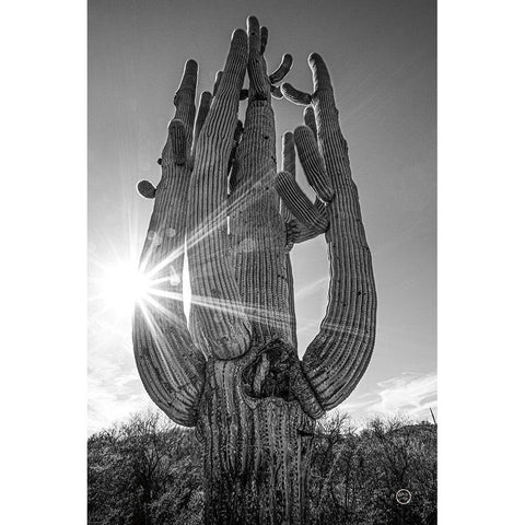 Sunset Saguaro White Modern Wood Framed Art Print by Larson, Nathan