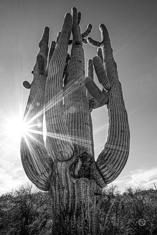 Sunset Saguaro White Modern Wood Framed Art Print with Double Matting by Larson, Nathan