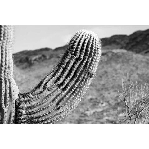 Saguaro Gold Ornate Wood Framed Art Print with Double Matting by Larson, Nathan