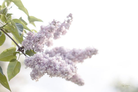 Pale Lilacs I White Modern Wood Framed Art Print with Double Matting by Schlabach, Sue