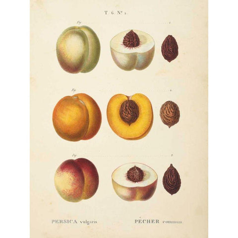 Peaches I Gold Ornate Wood Framed Art Print with Double Matting by Wild Apple Portfolio