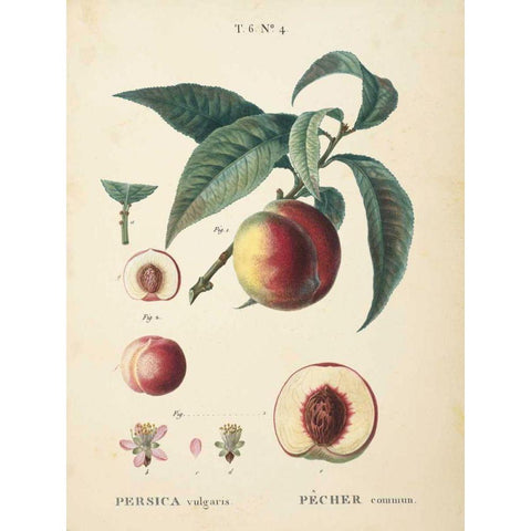 Peaches II Gold Ornate Wood Framed Art Print with Double Matting by Wild Apple Portfolio