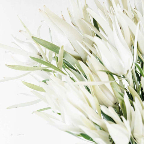 Leucadendron Oasis Crop White Modern Wood Framed Art Print with Double Matting by Catterall, Elise