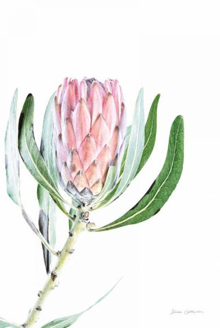 Dreamy Protea II Oasis Black Ornate Wood Framed Art Print with Double Matting by Catterall, Elise