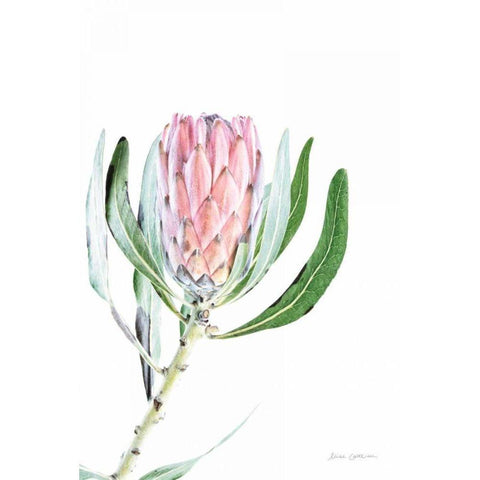Dreamy Protea II Oasis Black Modern Wood Framed Art Print by Catterall, Elise
