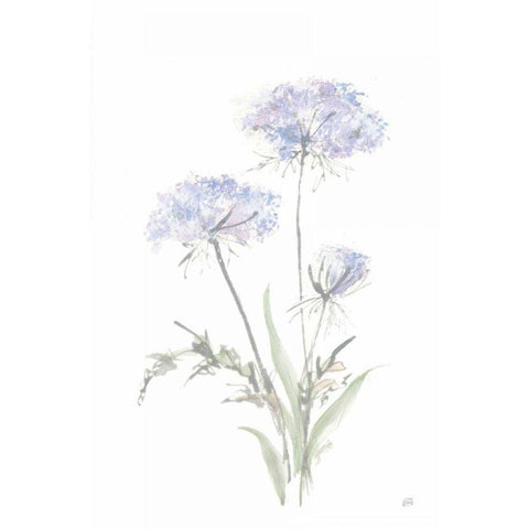 Tall Queen Annes Lace I Black Modern Wood Framed Art Print by Paschke, Chris