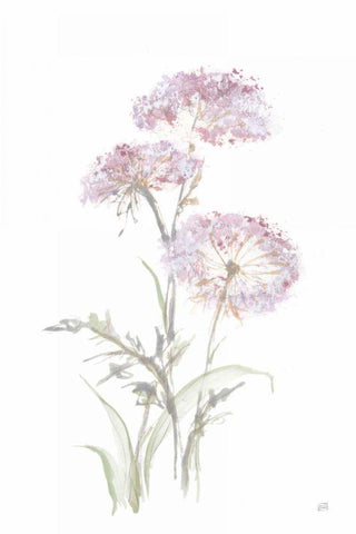 Tall Queen Annes Lace III Black Ornate Wood Framed Art Print with Double Matting by Paschke, Chris
