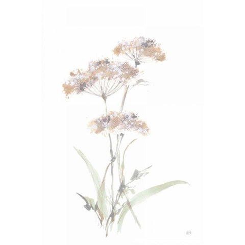 Tall Queen Annes Lace IV Black Modern Wood Framed Art Print with Double Matting by Paschke, Chris