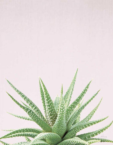 Succulent Simplicity Soft I Crop Black Ornate Wood Framed Art Print with Double Matting by Bradley, Felicity