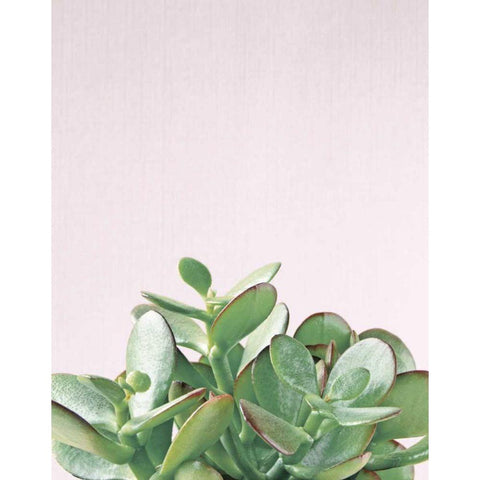 Succulent Simplicity Soft III Crop Black Modern Wood Framed Art Print by Bradley, Felicity