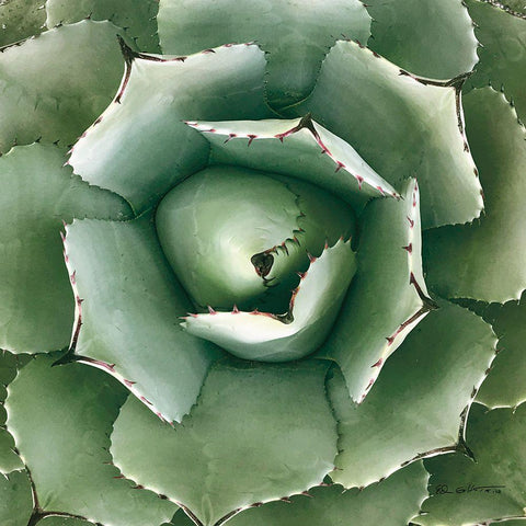 Cactus Verde II Green White Modern Wood Framed Art Print with Double Matting by Goldstein, Ed