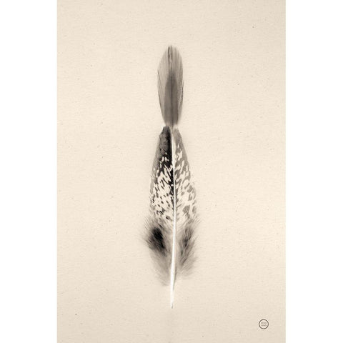 Floating Feathers I Sepia White Modern Wood Framed Art Print by Larson, Nathan