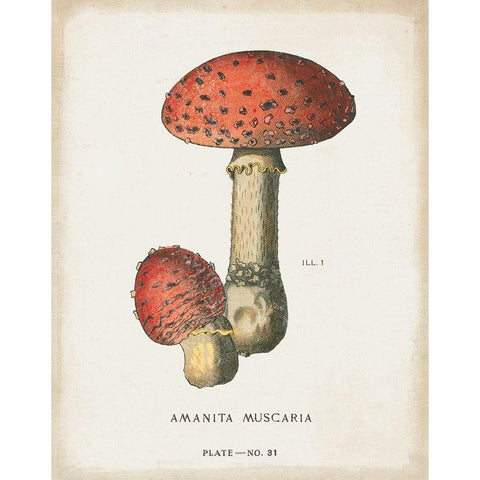 Mushroom Study I Black Modern Wood Framed Art Print with Double Matting by Wild Apple Portfolio