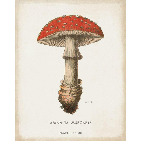 Mushroom Study II Gold Ornate Wood Framed Art Print with Double Matting by Wild Apple Portfolio