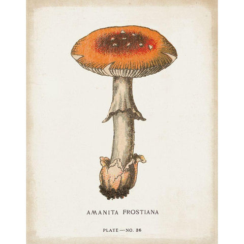 Mushroom Study III Gold Ornate Wood Framed Art Print with Double Matting by Wild Apple Portfolio