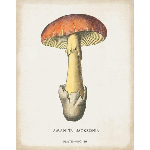 Mushroom Study IV Gold Ornate Wood Framed Art Print with Double Matting by Wild Apple Portfolio