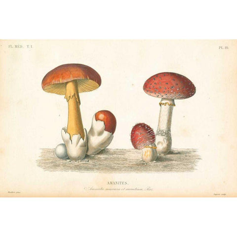 French Mushrooms I White Modern Wood Framed Art Print by Wild Apple Portfolio