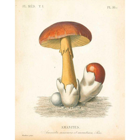 French Mushrooms II Gold Ornate Wood Framed Art Print with Double Matting by Wild Apple Portfolio