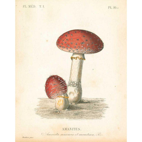 French Mushrooms III Gold Ornate Wood Framed Art Print with Double Matting by Wild Apple Portfolio