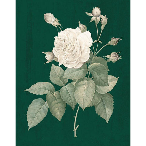 White Roses on Green I Black Modern Wood Framed Art Print with Double Matting by Wild Apple Portfolio