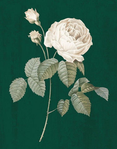 White Roses on Green II Black Ornate Wood Framed Art Print with Double Matting by Wild Apple Portfolio