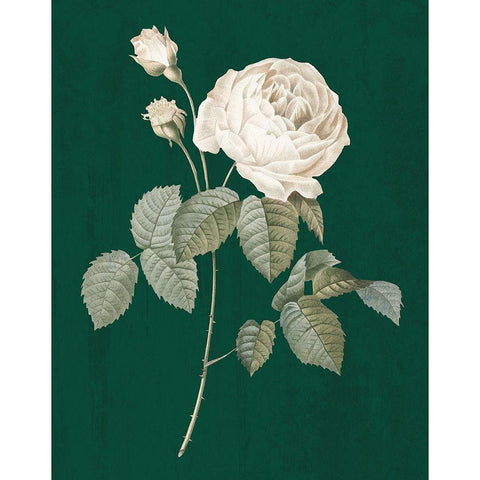 White Roses on Green II Black Modern Wood Framed Art Print with Double Matting by Wild Apple Portfolio