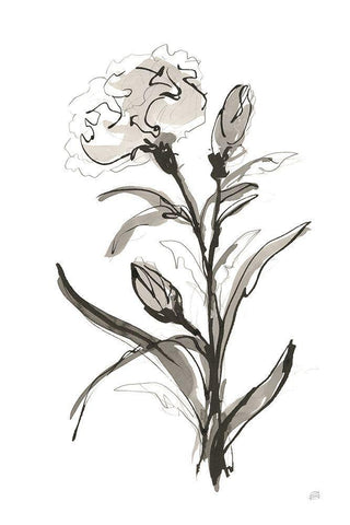 Carnation I Black Ornate Wood Framed Art Print with Double Matting by Paschke, Chris