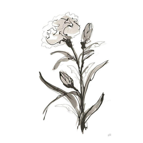 Carnation I Black Modern Wood Framed Art Print by Paschke, Chris