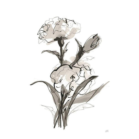 Carnation II Black Modern Wood Framed Art Print with Double Matting by Paschke, Chris