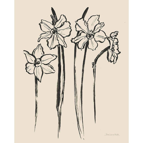 Ink Sketch Daffodils Black Modern Wood Framed Art Print with Double Matting by Miller, Sara Zieve