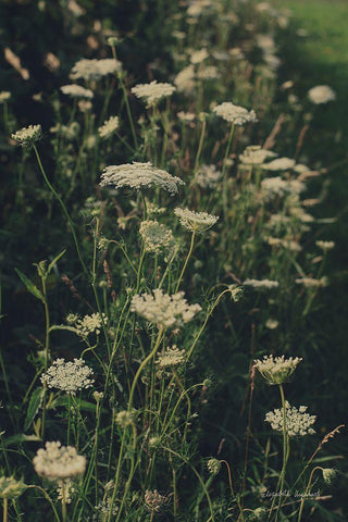 Running Wild I White Modern Wood Framed Art Print with Double Matting by Urquhart, Elizabeth