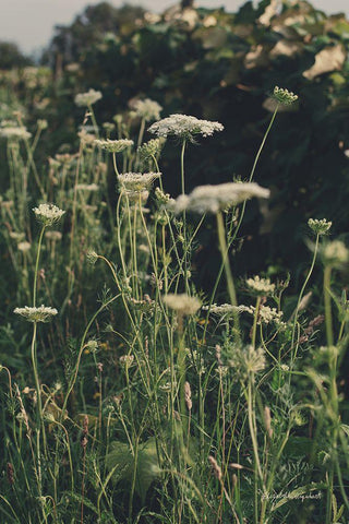 Running Wild II White Modern Wood Framed Art Print with Double Matting by Urquhart, Elizabeth