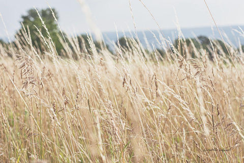 Summer Field I White Modern Wood Framed Art Print with Double Matting by Urquhart, Elizabeth