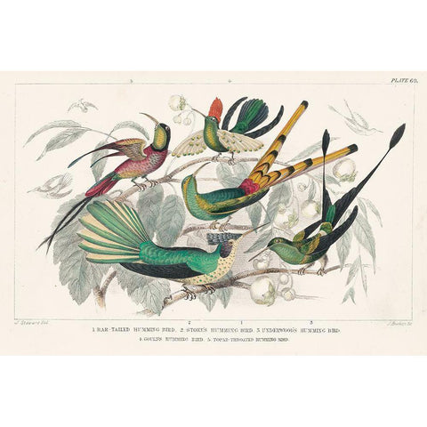 Hummingbirds Chart Black Modern Wood Framed Art Print with Double Matting by Wild Apple Portfolio