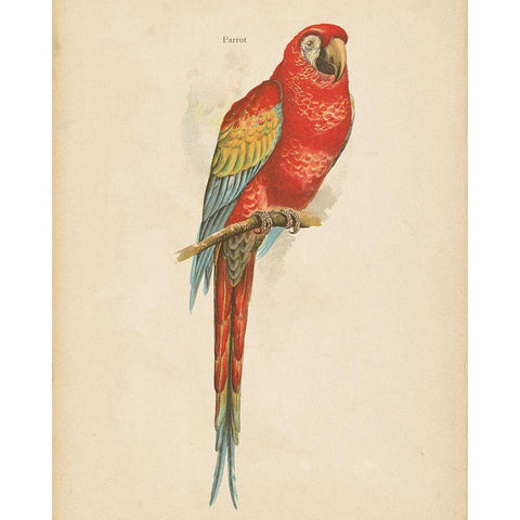 Parrot Study Gold Ornate Wood Framed Art Print with Double Matting by Wild Apple Portfolio