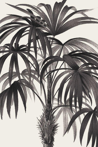 Riviera Palms II BW White Modern Wood Framed Art Print with Double Matting by Wild Apple Portfolio