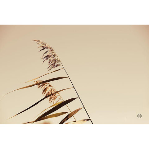 Windswept Grasses White Modern Wood Framed Art Print by Larson, Nathan
