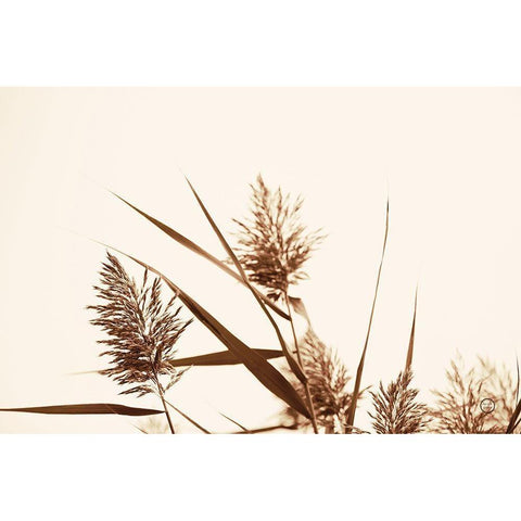 Country Grasses I Black Modern Wood Framed Art Print with Double Matting by Larson, Nathan