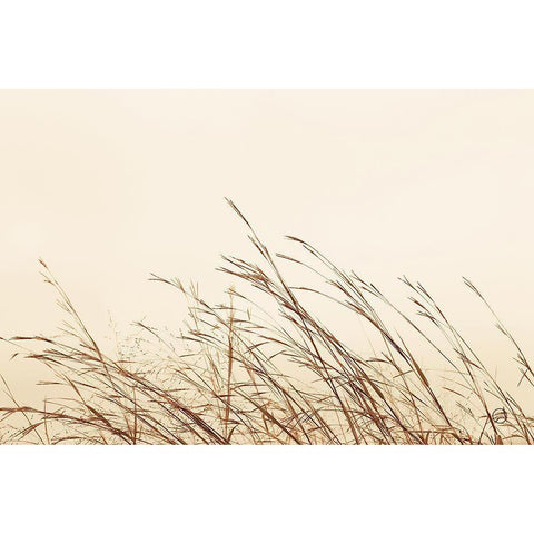 Country Grasses II Black Modern Wood Framed Art Print with Double Matting by Larson, Nathan