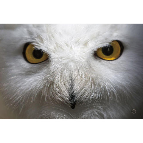Snowy Owl Stare Black Modern Wood Framed Art Print by Larson, Nathan