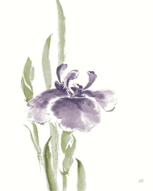 Image Only