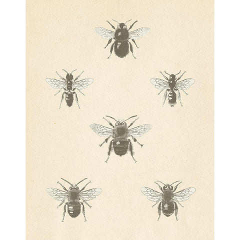 Bee Chart I Black Modern Wood Framed Art Print with Double Matting by Wild Apple Portfolio