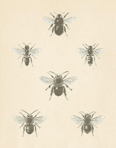 Bee Chart I Black Ornate Wood Framed Art Print with Double Matting by Wild Apple Portfolio