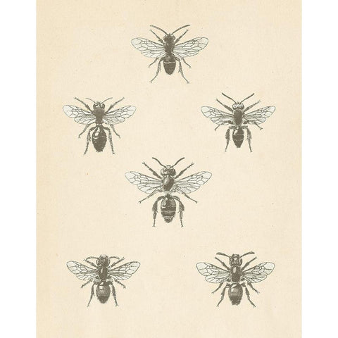 Bee Chart II White Modern Wood Framed Art Print by Wild Apple Portfolio