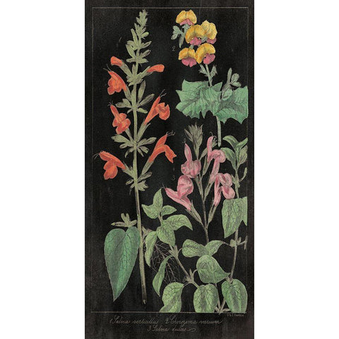 Salvia Florals I on Black Black Modern Wood Framed Art Print by Wild Apple Portfolio