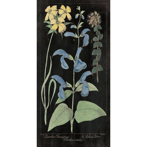 Salvia Florals II on Black Gold Ornate Wood Framed Art Print with Double Matting by Wild Apple Portfolio