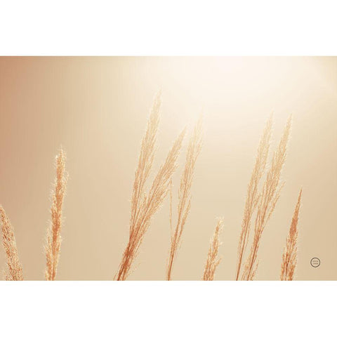 Noon Grasses II White Modern Wood Framed Art Print by Larson, Nathan